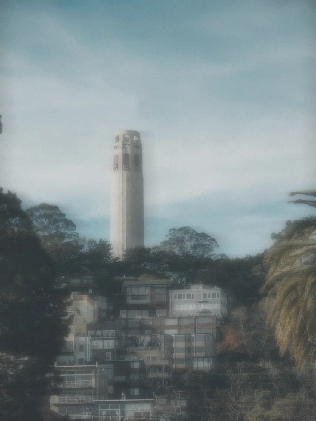 Coit Tower rising above the trees and hillside homes of Telegraph Hill